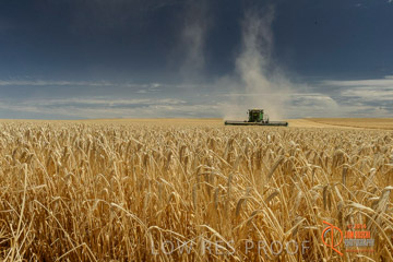 VITERRA 2013 / HARVESTING_DANIELS_015_141121