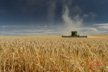 VITERRA 2013 / HARVESTING_DANIELS_017_141121