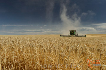 VITERRA 2013 / HARVESTING_DANIELS_018_141121