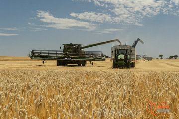 VITERRA 2013 / HARVESTING_DANIELS_020_141121