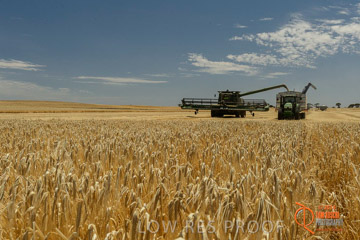 VITERRA 2013 / HARVESTING_DANIELS_022_141121