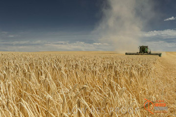 VITERRA 2013 / HARVESTING_DANIELS_024_141121