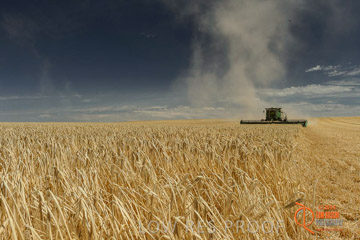 VITERRA 2013 / HARVESTING_DANIELS_025_141121