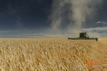 VITERRA 2013 / HARVESTING_DANIELS_027_141121