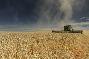 VITERRA 2013 / HARVESTING_DANIELS_028_141121