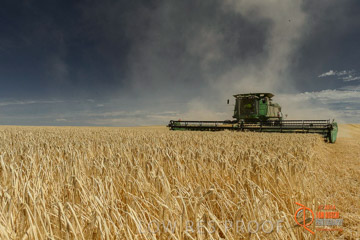 VITERRA 2013 / HARVESTING_DANIELS_029_141121