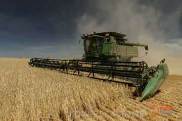 VITERRA 2013 / HARVESTING_DANIELS_030_141121