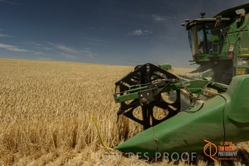 VITERRA 2013 / HARVESTING_DANIELS_036_141121