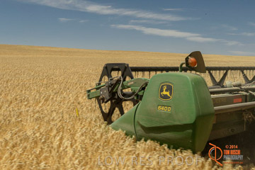 VITERRA 2013 / HARVESTING_DANIELS_042_141121