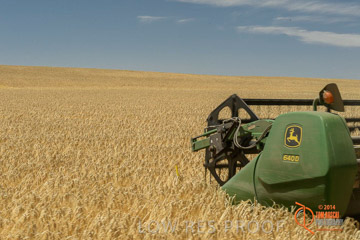 VITERRA 2013 / HARVESTING_DANIELS_043_141121