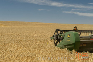 VITERRA 2013 / HARVESTING_DANIELS_044_141121