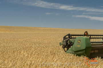 VITERRA 2013 / HARVESTING_DANIELS_045_141121