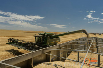 VITERRA 2013 / HARVESTING_DANIELS_047_141121