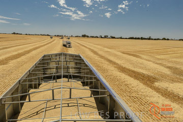 VITERRA 2013 / HARVESTING_DANIELS_051_141121