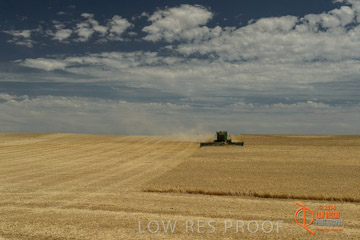 VITERRA 2013 / HARVESTING_DANIELS_057_141121