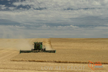 VITERRA 2013 / HARVESTING_DANIELS_061_141121