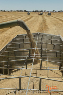 VITERRA 2013 / HARVESTING_DANIELS_064_141121