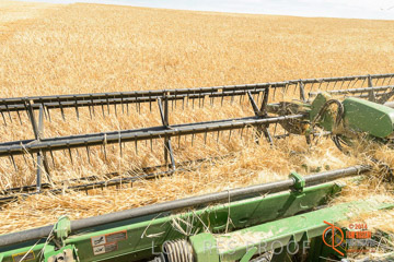 VITERRA 2013 / HARVESTING_DANIELS_085_141121