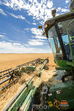 VITERRA 2013 / HARVESTING_DANIELS_089_141121