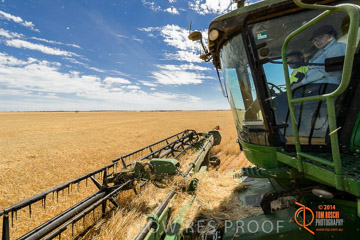 VITERRA 2013 / HARVESTING_DANIELS_091_141121