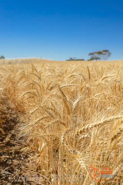 VITERRA 2013 / HARVESTING_DANIELS_120_141121