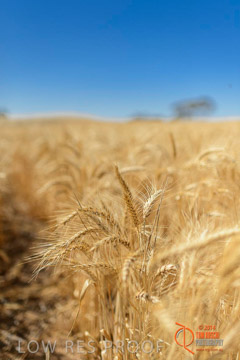 VITERRA 2013 / HARVESTING_DANIELS_121_141121