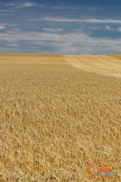 VITERRA 2013 / HARVESTING_DANIELS_128_141121