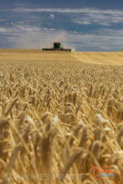 VITERRA 2013 / HARVESTING_DANIELS_133_141121