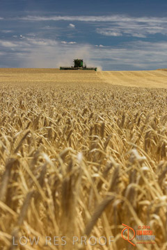 VITERRA 2013 / HARVESTING_DANIELS_134_141121
