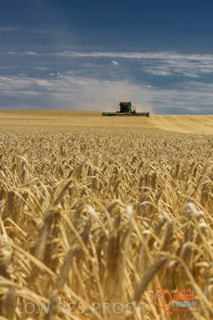VITERRA 2013 / HARVESTING_DANIELS_137_141121