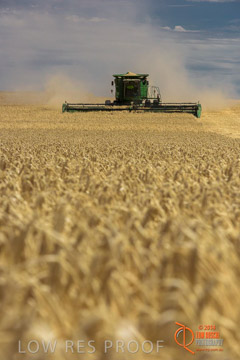 VITERRA 2013 / HARVESTING_DANIELS_138_141121