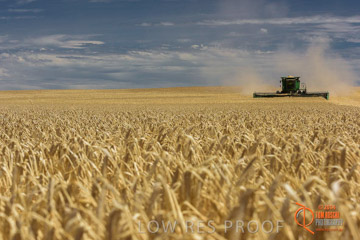 VITERRA 2013 / HARVESTING_DANIELS_140_141121