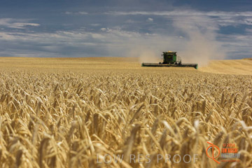 VITERRA 2013 / HARVESTING_DANIELS_143_141121