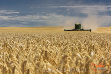 VITERRA 2013 / HARVESTING_DANIELS_144_141121