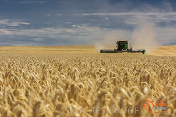 VITERRA 2013 / HARVESTING_DANIELS_145_141121