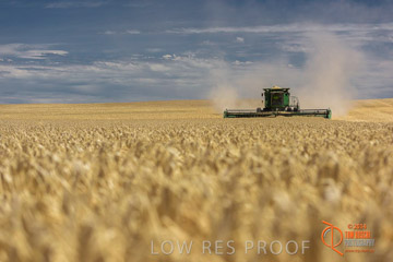 VITERRA 2013 / HARVESTING_DANIELS_146_141121