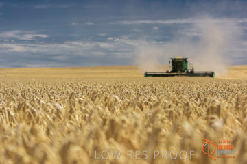 VITERRA 2013 / HARVESTING_DANIELS_148_141121