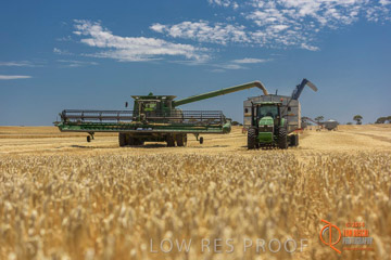 VITERRA 2013 / HARVESTING_DANIELS_150_141121