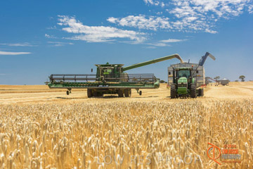 VITERRA 2013 / HARVESTING_DANIELS_152_141121