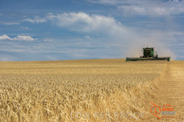 VITERRA 2013 / HARVESTING_DANIELS_159_141121