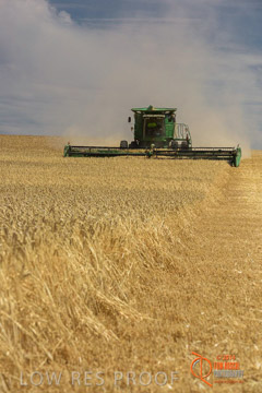 VITERRA 2013 / HARVESTING_DANIELS_160_141121