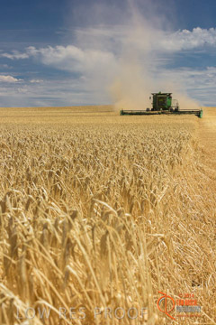 VITERRA 2013 / HARVESTING_DANIELS_163_141121