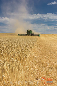 VITERRA 2013 / HARVESTING_DANIELS_165_141121