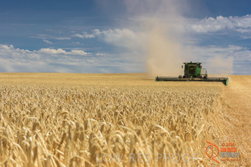 VITERRA 2013 / HARVESTING_DANIELS_166_141121