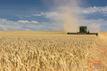 VITERRA 2013 / HARVESTING_DANIELS_167_141121