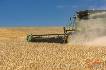 VITERRA 2013 / HARVESTING_DANIELS_173_141121