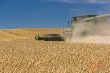 VITERRA 2013 / HARVESTING_DANIELS_175_141121