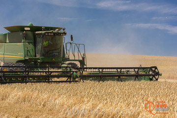VITERRA 2013 / HARVESTING_DANIELS_176_141121