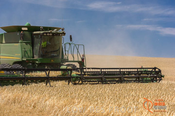 VITERRA 2013 / HARVESTING_DANIELS_177_141121