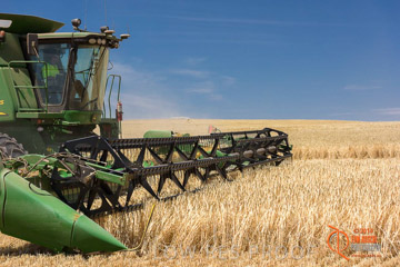 VITERRA 2013 / HARVESTING_DANIELS_180_141121